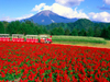 ICON�摜