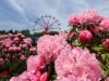 ICON�摜