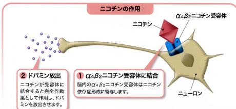 ニコチン 性 アセチルコリン 受容 体