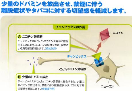 ニコチン 性 アセチルコリン 受容 体